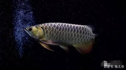 龍魚糧哪個(gè)品牌好：龍魚糧品牌選擇指南 水族問答 第1張