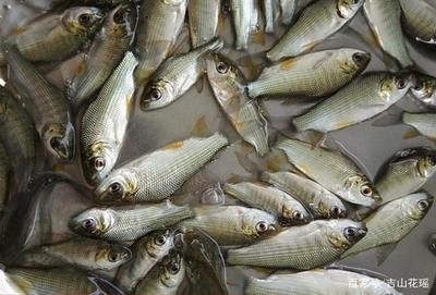 龍魚兩個(gè)月不吃食：為什么龍魚在兩個(gè)月內(nèi)不吃食？ 水族問答 第2張