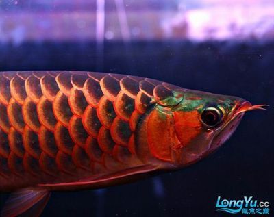 老孫龍魚256：“老孫龍魚256”在當(dāng)代文化中的意義和價值