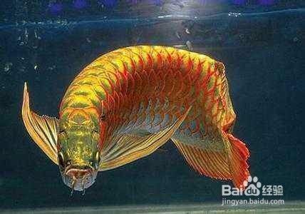 龍魚怎么分辨雌雄：如何判斷龍魚的雌雄？ 龍魚百科 第3張