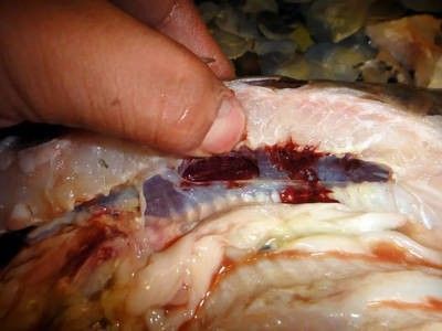 龍魚做手術需要控食物嗎為什么：龍魚術后喂食量控制技巧 龍魚百科 第2張