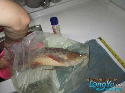 龍魚做手術需要控食物嗎為什么：龍魚術后喂食量控制技巧 龍魚百科 第5張