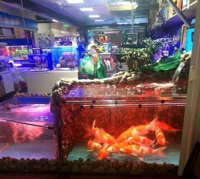 龍魚哪個品種貴一點好養(yǎng)：紅龍魚與金龍魚的區(qū)別，銀龍魚的飼養(yǎng)技巧，龍魚品鑒入門知識 龍魚百科 第3張