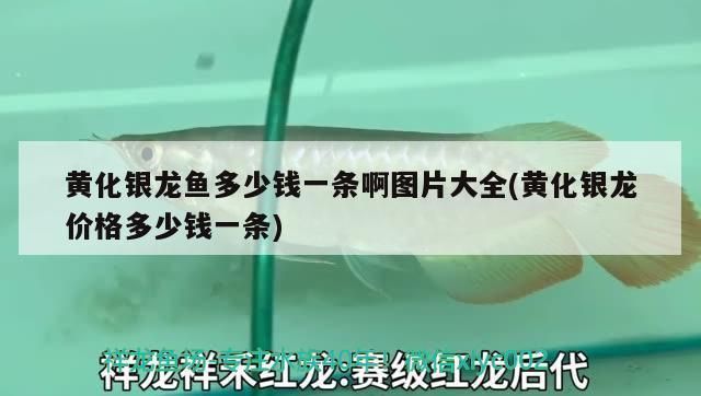 黃化銀龍魚價格多少錢一條：如何辨別黃化銀龍魚品質(zhì)，黃化銀龍魚產(chǎn)地價格差異 龍魚百科 第3張