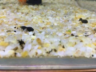 斑馬狗頭魚(yú)飼料自制方法：斑馬狗頭魚(yú)飼料和自制方法 龍魚(yú)百科 第4張