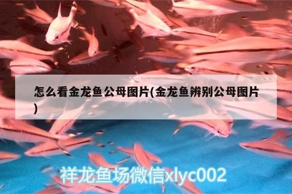 金龍魚公魚母魚圖解：圖解金龍魚公母魚的區(qū)別 龍魚百科 第2張