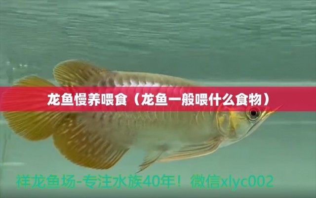 龍魚自助餐喂養(yǎng)好么：龍魚自助餐喂養(yǎng)法是一種有效的喂養(yǎng)方式但需要注意以下幾點 龍魚百科 第1張