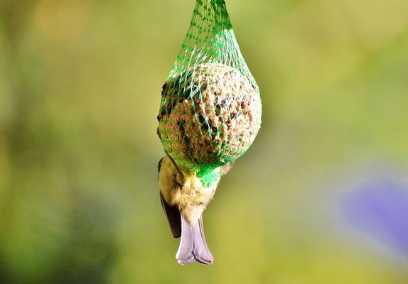 六角恐龍魚能放草缸里養(yǎng)嗎？：六角恐龍魚可以放在草缸中飼養(yǎng)它們對水質(zhì)的要求并不嚴格 龍魚百科 第1張