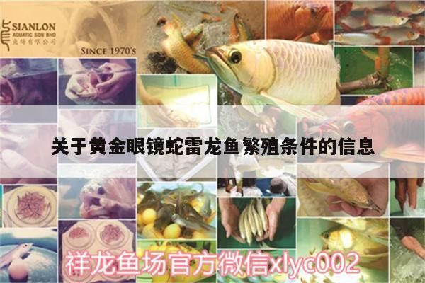 黃金眼鏡蛇雷龍魚配對方法：黃金眼鏡蛇雷龍魚怎么配對