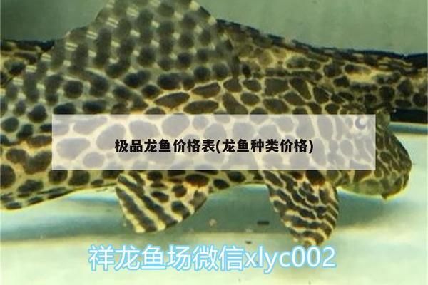 極品龍魚價(jià)格表大全：極品龍魚價(jià)格受多種因素影響，紅龍魚價(jià)格受多種因素影響