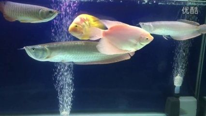 水族箱生物混養(yǎng)搭配指南：水族箱生物混養(yǎng)指南 龍魚百科 第3張