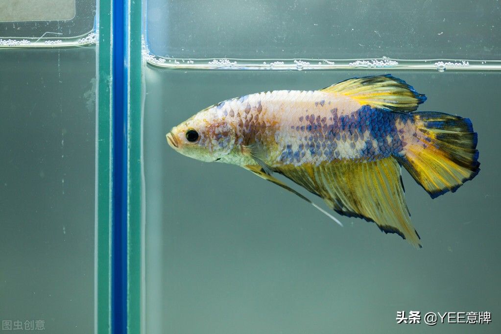 水族箱生物混養(yǎng)搭配指南：水族箱生物混養(yǎng)指南 龍魚百科 第5張