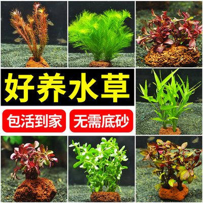 銀龍魚缸水草養(yǎng)護(hù)技巧：銀龍魚缸水草養(yǎng)護(hù)技巧包括定期更換水，使用合適的營(yíng)養(yǎng)液進(jìn)行施肥 龍魚百科 第1張