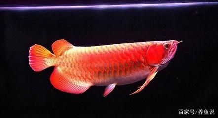 龍魚和招財(cái)魚哪個(gè)兇一點(diǎn)：在討論龍魚和招財(cái)魚哪個(gè)更兇猛 龍魚百科 第3張