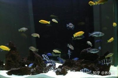 龍魚鱗片有紋路：-龍魚鱗片的紋理特征 水族問答 第2張