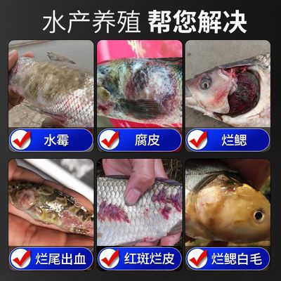 水霉病魚體護(hù)理技巧：水霉病水質(zhì)管理，水霉病魚體護(hù)理誤區(qū) 龍魚百科 第2張