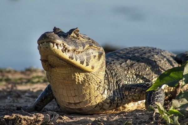 金龍魚底濾用什么濾材：金龍魚專用濾材及牌推薦 龍魚百科 第1張