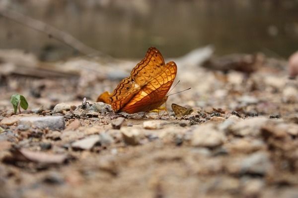 如何促進龍魚發(fā)色變好：促進龍魚發(fā)色變好的技巧