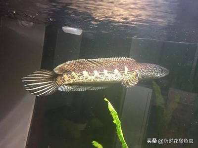 雷龍魚能養(yǎng)多大？：雷龍魚的養(yǎng)殖尺寸及種類 龍魚百科 第1張