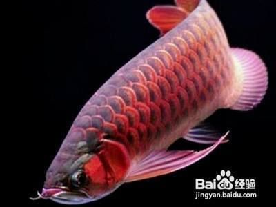 龍魚(yú)趴缸怎樣治療：龍魚(yú)趴缸如何調(diào)節(jié)光照龍魚(yú)水質(zhì)穩(wěn)定的具體措施 龍魚(yú)百科 第3張