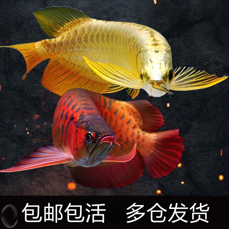 龍魚語錄 龍魚百科 第4張