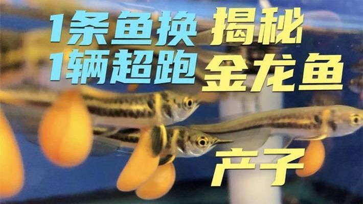 金龍魚口孵 龍魚百科 第3張