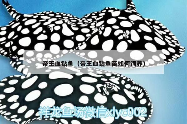 龍魚濾材可以有珊瑚嗎：使用龍魚濾材養(yǎng)殖珊瑚后水質(zhì)變差了怎么挽救珊瑚的生命 水族問答