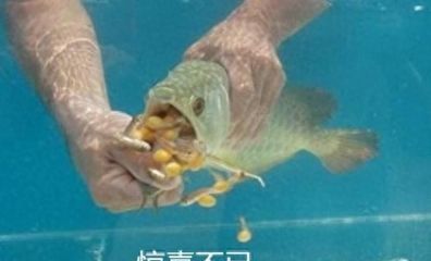 龍魚換水溫差：龍魚換水前后注意事項(xiàng) 龍魚百科 第5張