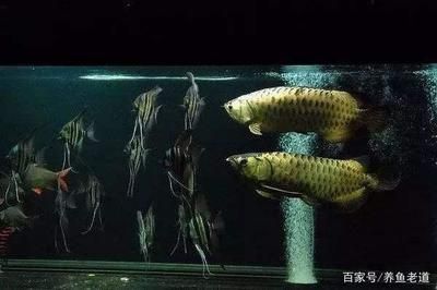 龍魚和什么魚養(yǎng)最合適：如何選擇龍魚混養(yǎng)伴侶 龍魚百科 第5張