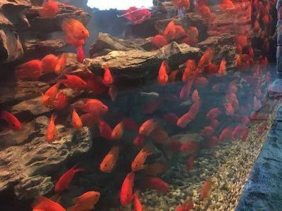 血紅龍魚飼養(yǎng)技巧：地紅龍魚飼養(yǎng)技巧 龍魚百科 第2張