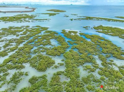 銀古魚苗水溫調(diào)控方法：銀古魚苗的水溫調(diào)控方法 龍魚百科 第5張