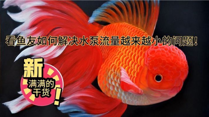 龍魚缸水泵流量小怎么辦：龍魚缸水泵流量小的解決方法 龍魚百科 第5張