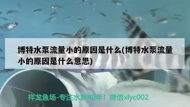 龍魚缸水泵流量小怎么辦：龍魚缸水泵流量小的解決方法 龍魚百科 第2張