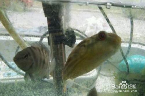 龍魚麻藥怎么用效果好一點：如何正確使用麻藥治療龍魚 水族問答 第1張