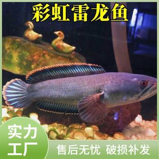 七星雷龍魚價(jià)格：七星雷龍魚價(jià)格因品種和市場需求而異，通常在幾十元至幾百元不等 龍魚百科 第2張