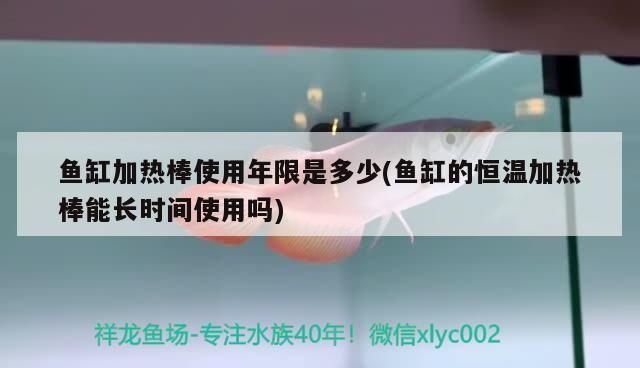 龍魚幾月份開始加溫了：南方冬季養(yǎng)龍魚的注意事項(xiàng)龍魚何時(shí)開始加溫 龍魚百科 第3張