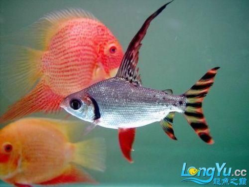 能和龍魚混養(yǎng)：適合與龍魚混養(yǎng)的觀賞魚類，適合與龍魚混養(yǎng)的魚類并注意的事項 龍魚百科 第5張