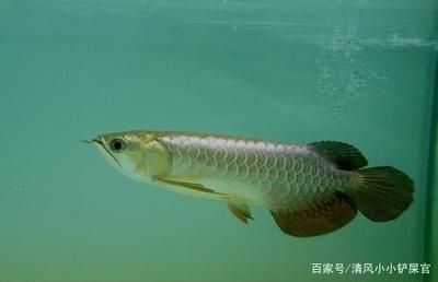 龍魚(yú)水質(zhì)ph跌酸到5.0怎么辦？：如何快速提高魚(yú)缸水質(zhì)檢測(cè)頻率 龍魚(yú)百科 第3張