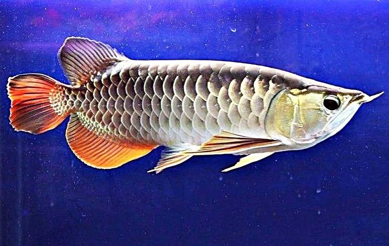 金龍魚還可以買嗎：金龍魚食用油哪種好 龍魚百科 第1張