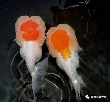 金龍魚的品種圖解大全：金龍魚品種圖解 龍魚百科 第4張