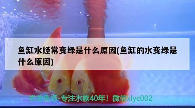 龍魚總是在下游是什么原因？：龍魚總是在下游可能由多種因素引起 龍魚百科 第5張