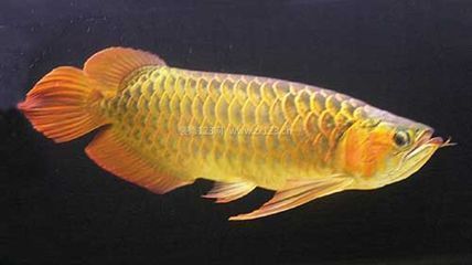 巨暴魚(yú)苗水溫調(diào)節(jié)常見(jiàn)誤區(qū)：關(guān)于巨暴魚(yú)苗水溫調(diào)節(jié)的常見(jiàn)誤區(qū)并沒(méi)有完全相關(guān)的直接答案 龍魚(yú)百科 第5張