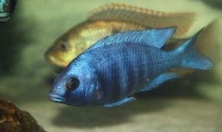 龍魚(yú)買回來(lái)多久才吃東西：如何判斷剛買回來(lái)的龍魚(yú)是否已經(jīng)準(zhǔn)備好進(jìn)食？ 水族問(wèn)答 第2張