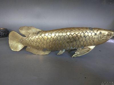 金龍魚(yú)鑒賞：金龍魚(yú)日常飲食指南[需手動(dòng)填充]金龍魚(yú)日常飲食指南