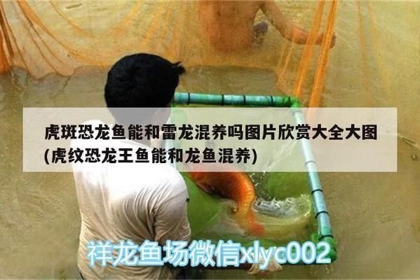 紅龍魚翹嘴是天生的嗎：紅龍魚的翹嘴可能是天生的， 龍魚百科 第1張