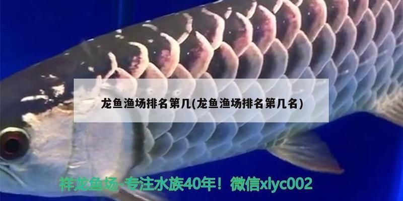 龍魚漁場排名第幾：龍魚漁場排名前十位列表：馬來西亞祥龍魚場呈千祥龍魚漁場 龍魚百科 第1張