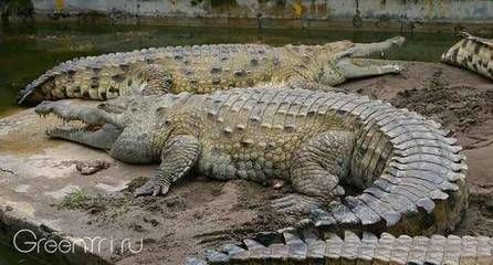 龍魚每天喂食幾次合適：龍魚一天喂食幾次最合適？ 水族問答 第1張