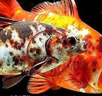 金龍魚怎么區(qū)分雌雄：如何判斷金龍魚的雌雄 龍魚百科 第4張