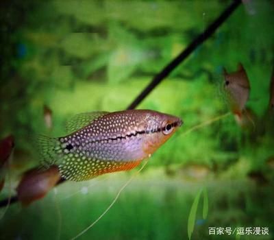 龍魚蒙眼不吃：養(yǎng)殖龍魚時(shí)遇到一個(gè)常見(jiàn)問(wèn)題是它們的眼睛蒙住不吃東西 水族問(wèn)答 第2張