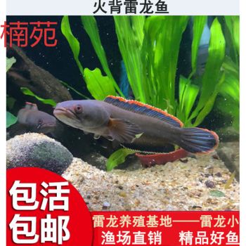 雷龍魚苗成長速度：如何檢測雷龍魚水質(zhì),雷龍魚苗生長周期管理 龍魚百科 第5張